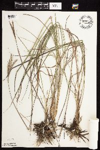 Andropogon gerardii image