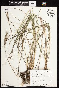 Andropogon gerardii image