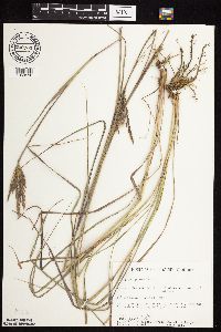 Andropogon gerardii image