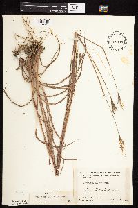 Andropogon gerardii image