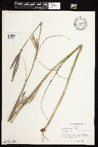 Andropogon gerardii image