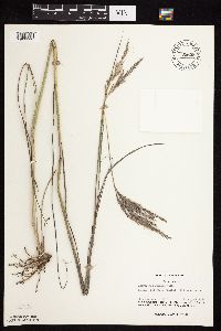 Andropogon gerardii image
