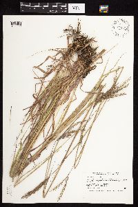 Andropogon gerardii image