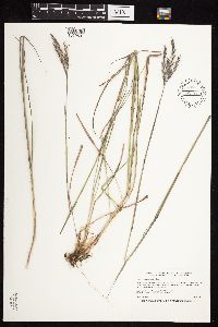 Andropogon gerardii image