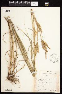 Andropogon gerardii image