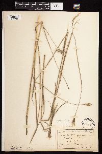 Andropogon gerardii image