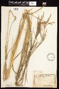 Andropogon gerardii image