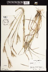 Andropogon gerardii image