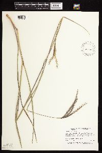 Andropogon gerardii image