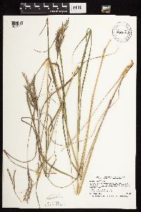 Andropogon gerardii image