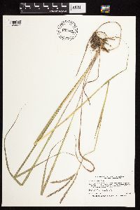 Andropogon gerardii image
