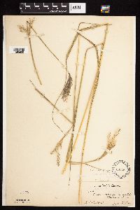 Andropogon gerardii image