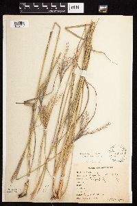 Andropogon gerardii image