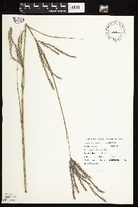 Andropogon gerardii image