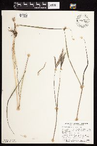 Andropogon gerardii image
