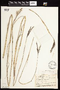 Andropogon gerardii image
