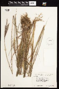 Andropogon gerardii image