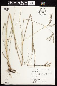 Andropogon gerardii image