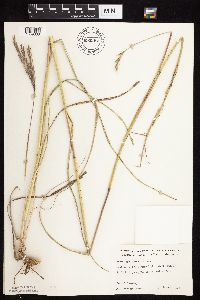 Andropogon gerardii image
