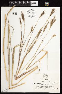 Andropogon gerardii image