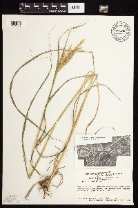 Andropogon gerardii image