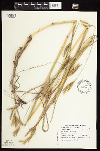 Andropogon hallii image