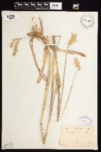 Andropogon hallii image