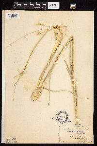 Andropogon hallii image