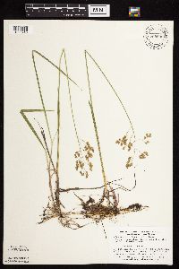 Anthoxanthum hirtum image