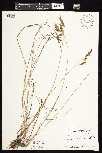 Anthoxanthum hirtum image