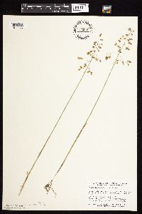 Anthoxanthum hirtum image