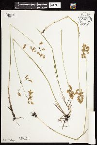 Anthoxanthum hirtum image