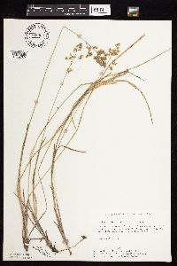 Anthoxanthum hirtum image