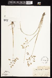 Anthoxanthum hirtum image