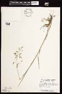 Anthoxanthum hirtum image
