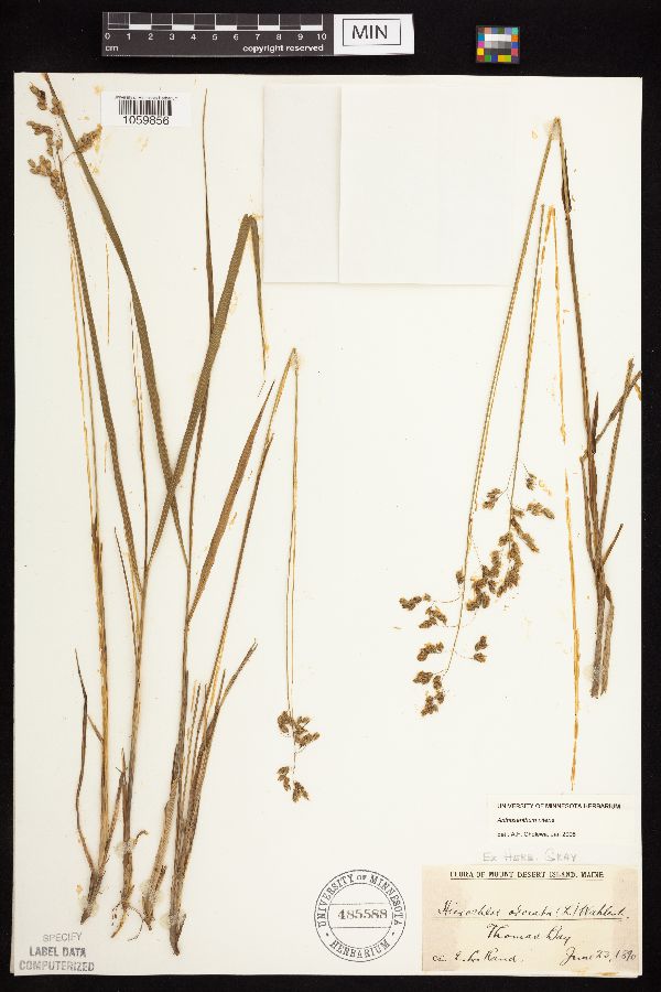 Anthoxanthum nitens image