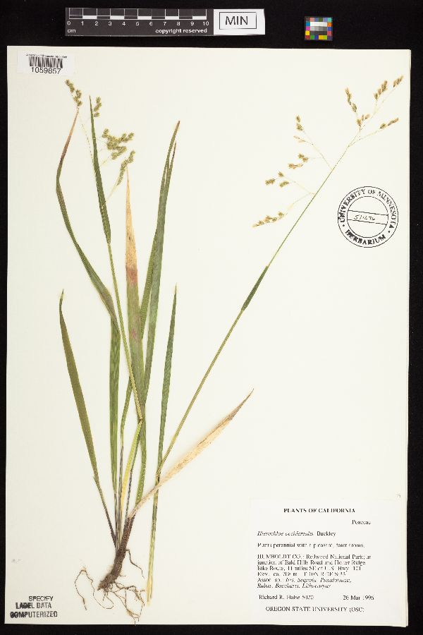 Anthoxanthum occidentale image