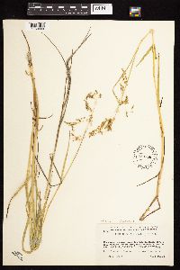 Arctophila fulva image