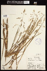 Arctophila fulva image