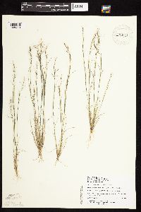 Aristida basiramea image