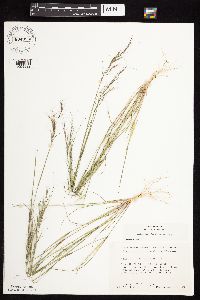 Aristida basiramea image