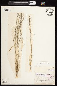 thumbnail image of current specimen
