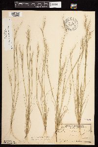 Aristida basiramea image
