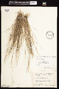 Aristida basiramea image