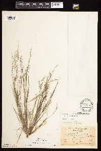Aristida basiramea image