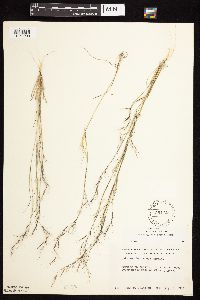 Aristida basiramea image