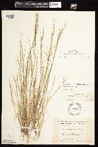 Aristida basiramea image