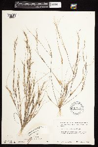 Aristida basiramea image
