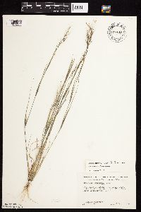 Aristida basiramea image