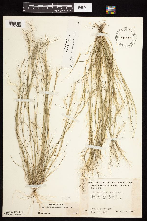 Aristida basiramea image